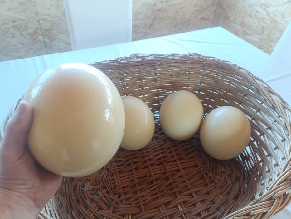 Oua de struț de vanzare