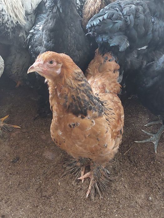 Брама ва кора шахзода товук ва жожалар