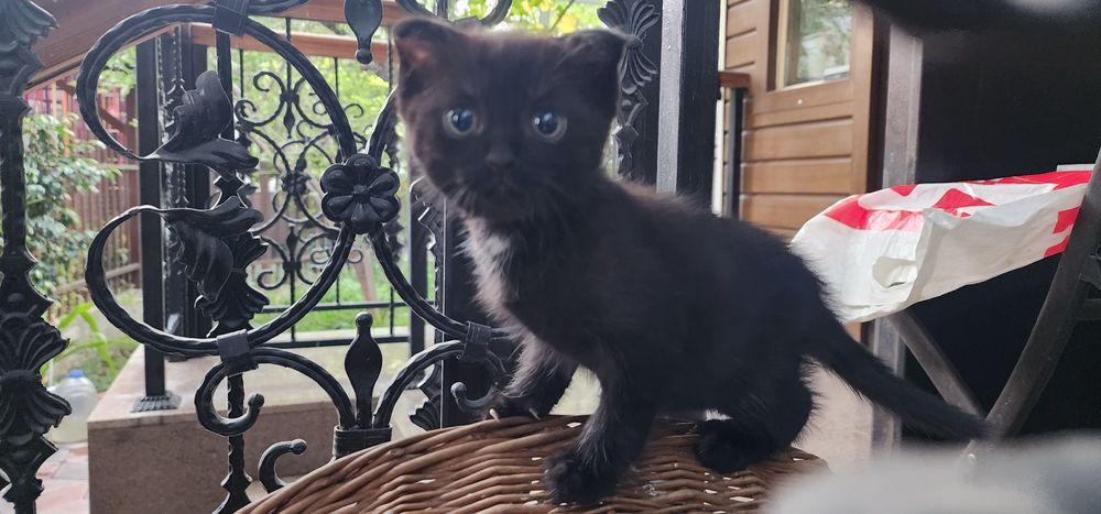 Ласковый котик ищет своего хозяина