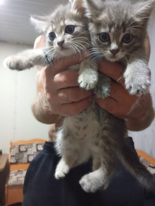 Отдам котят( девочки)