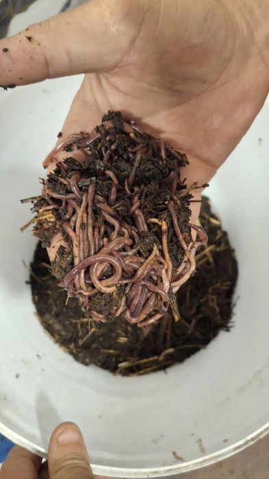 Черви Опарыш ,красный, белый.