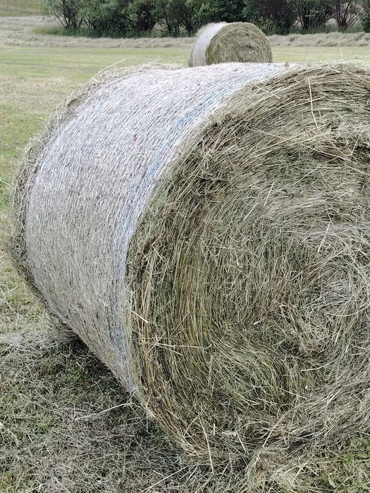 Baloți rotunzi fân neplouat