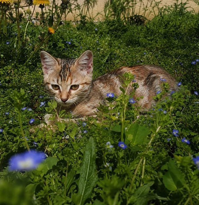 Котята срочно ищут дом!