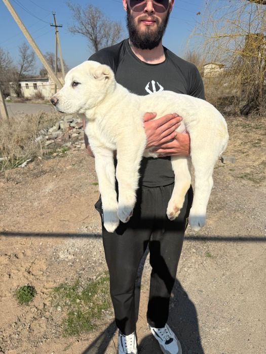 Продам щенка Алабая