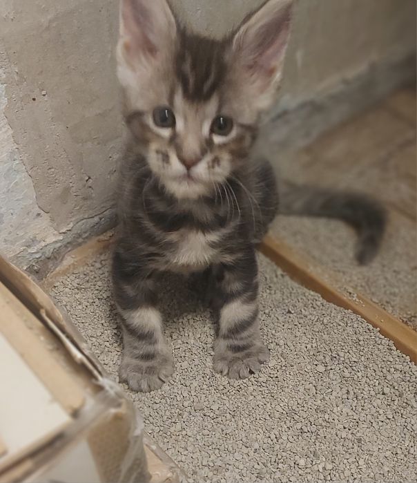 Котик мейн-кун 1,5 месяца