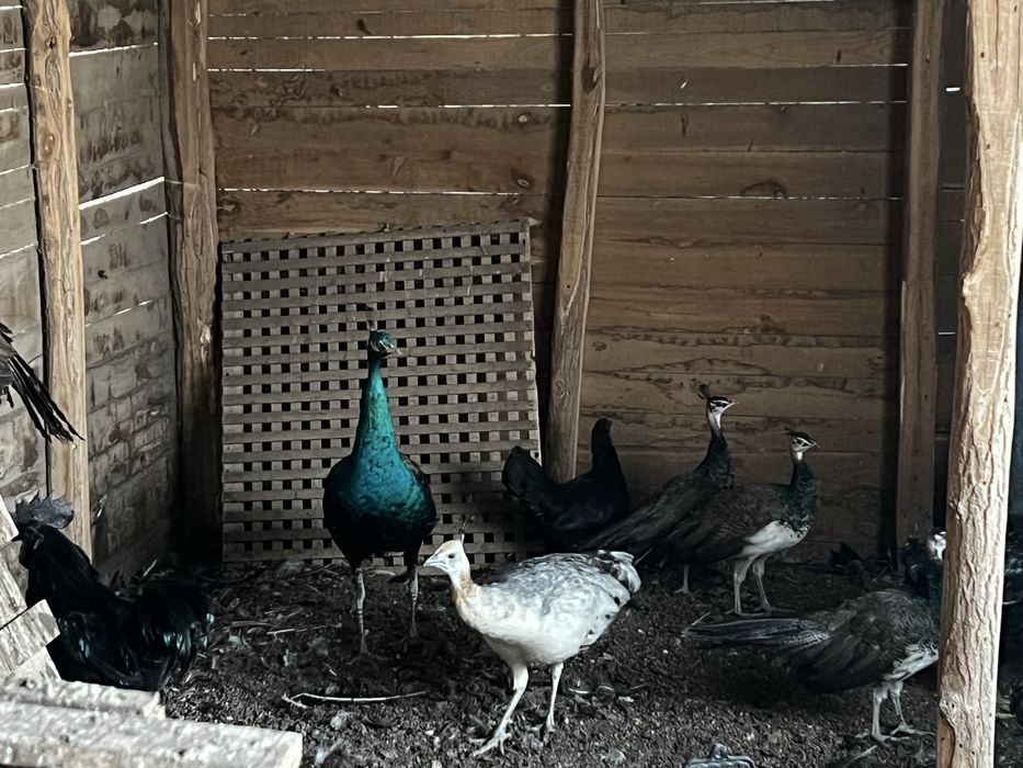 Паун индийски, чернокрили