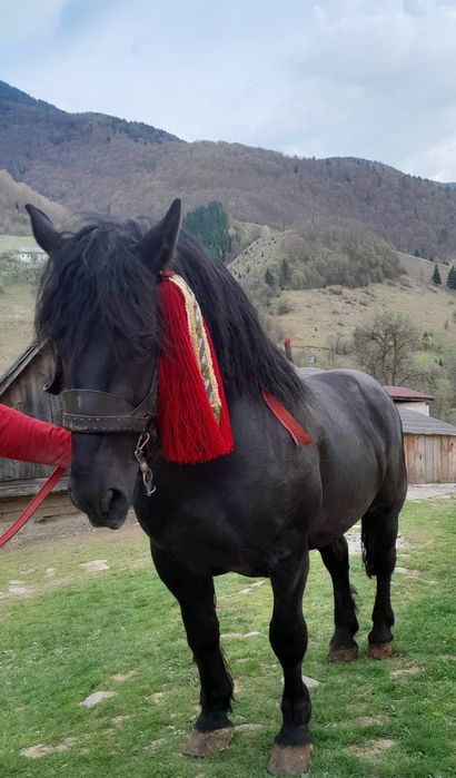 Armăsar învățat de 4 ani