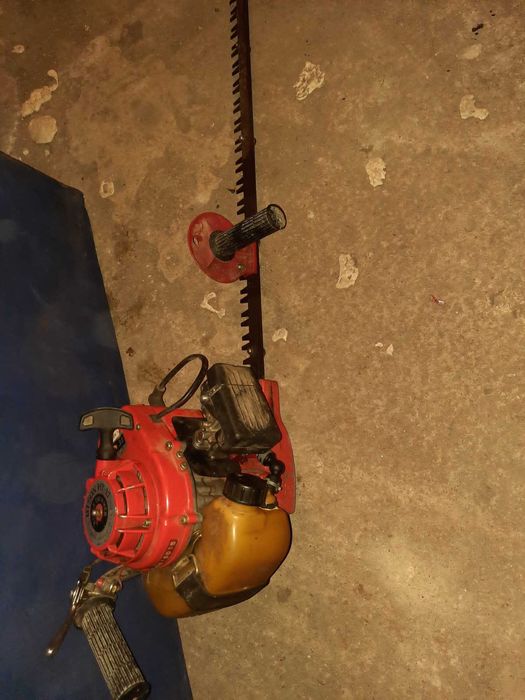 Vand Drujba Japoneza gard viu 250Lei