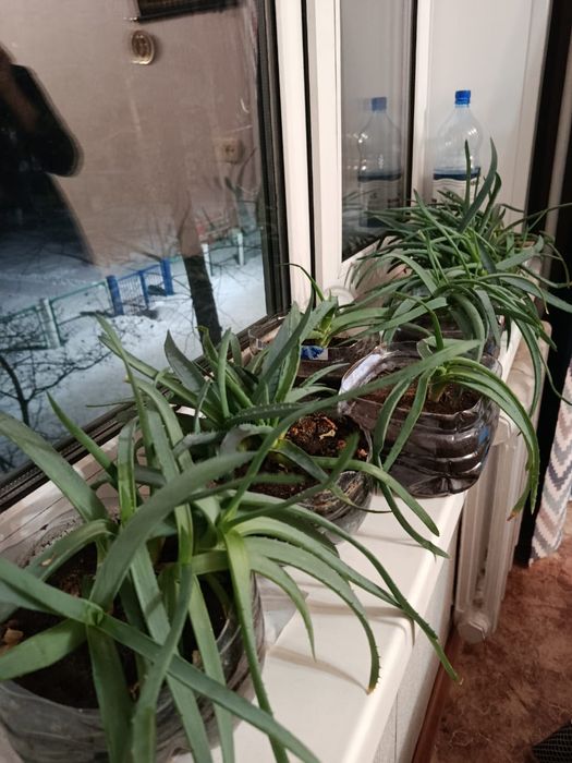 Аллое народное лечебное