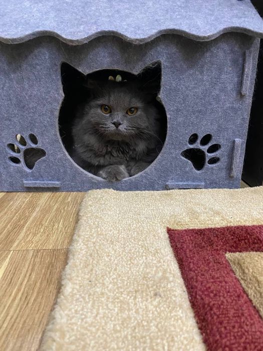 Чистокровный крупный кот