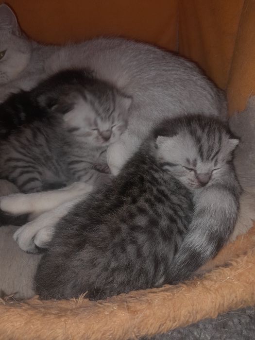 Продам  шотландских  котят
