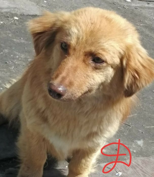 Щенки звоночки/..