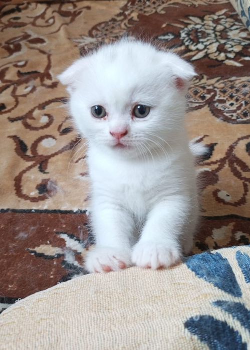 Продаютс котята британцы