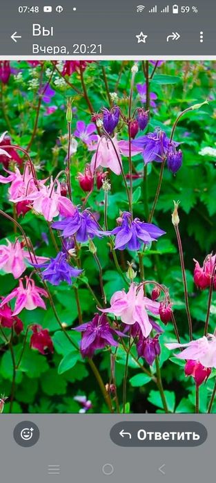 продам садовые цветы и ..