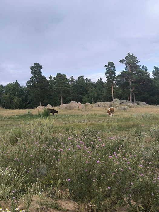 Участок в лесу, Тастыозек