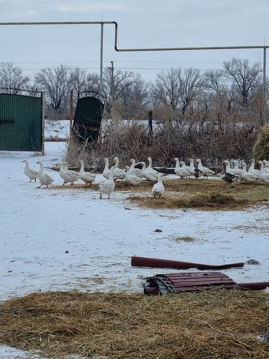 Гуси Линда. 15 тыс