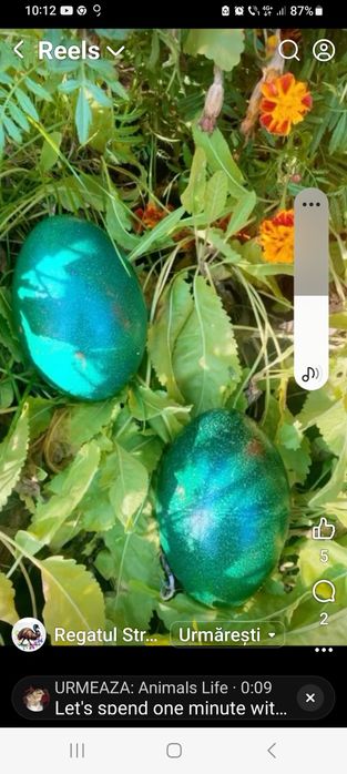 Oua și familia de  struți Emu