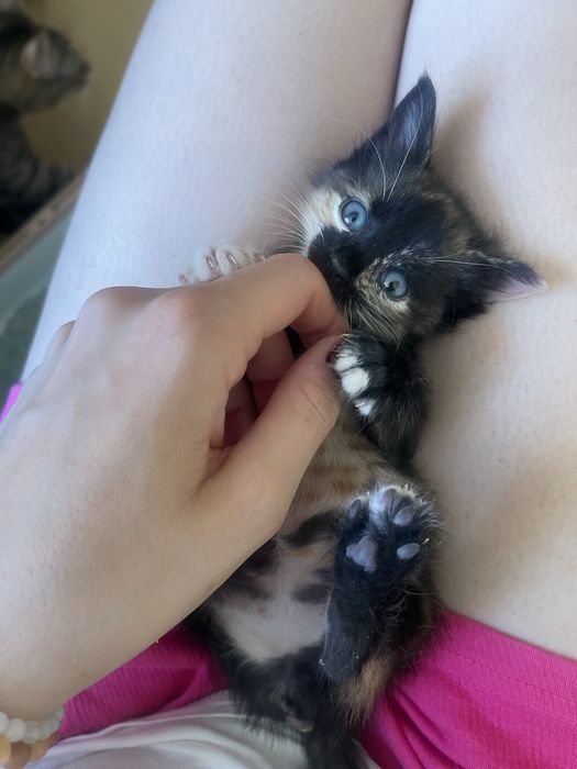 5 прекрасни котенца търсят дом