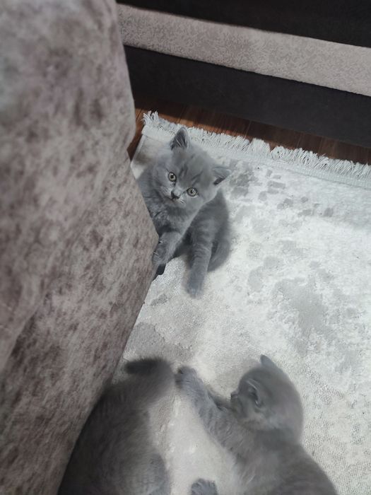 Продам британских котят.