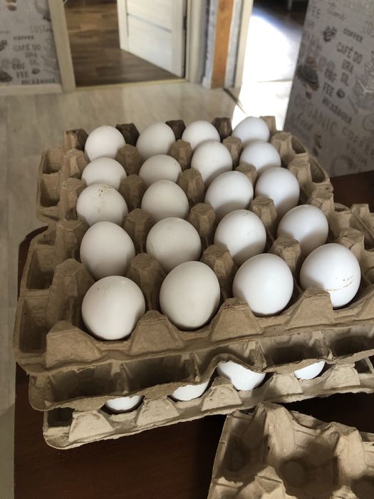 Продам домашние яйца от кур несушек