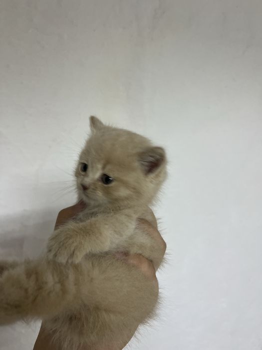 Отдам мальчиков бесплатно котят