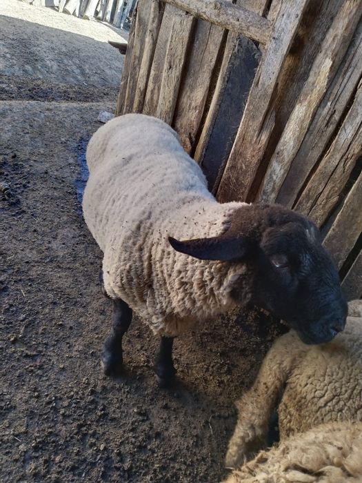 Vind berbec carabasi și sulfoc