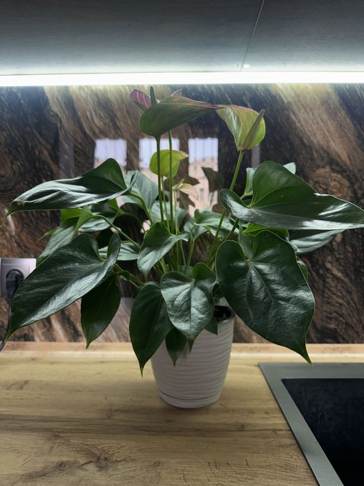 Антуриум, розовый