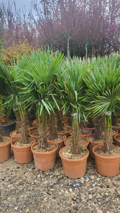 Vând plante ornamentale