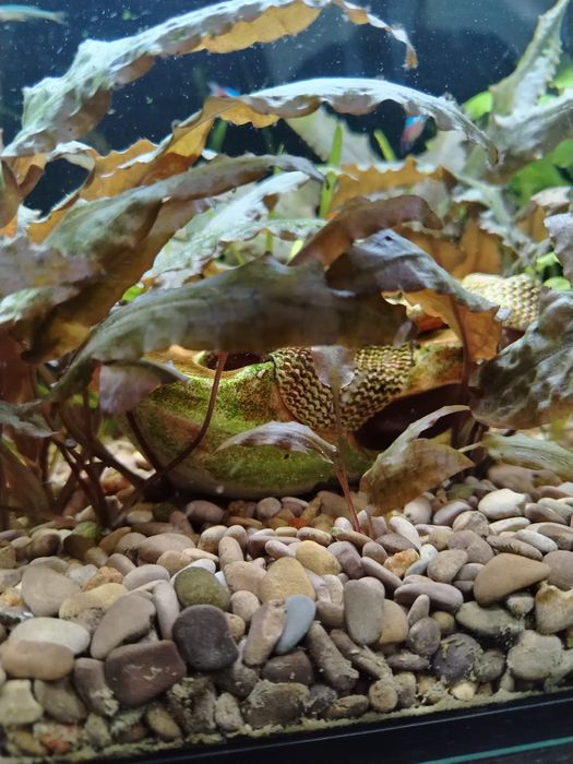 Продам аквариум вместе со всем содержимым