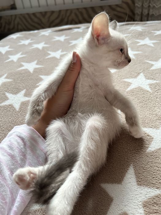 Котёнок бесплатно в добрые руки
