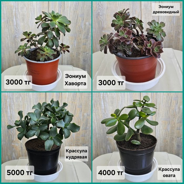 Цветы и растения