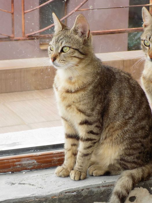 Подаряваме гальовни, умни, котета с хигиенни навици,знаещи имената си