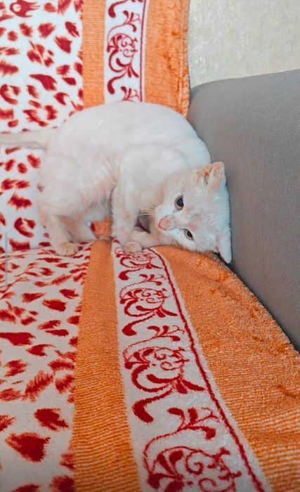 Отдам даром кошек.