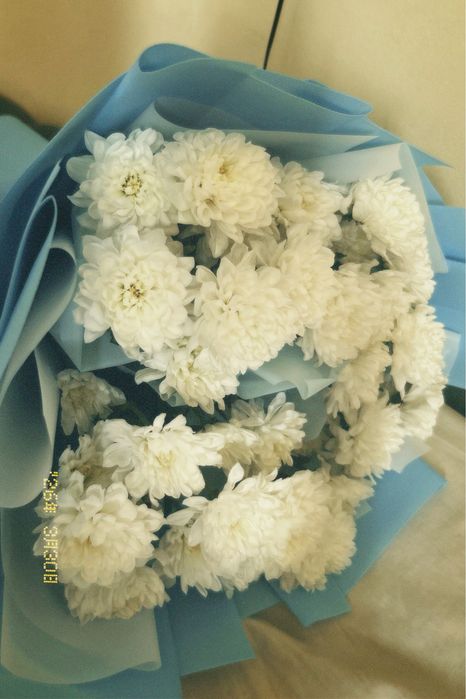 Хризантема жаңа келді