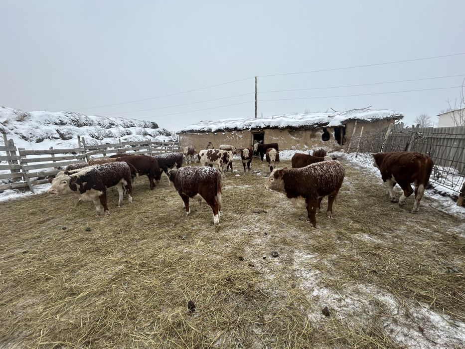 Продам бычков 9-10 мес