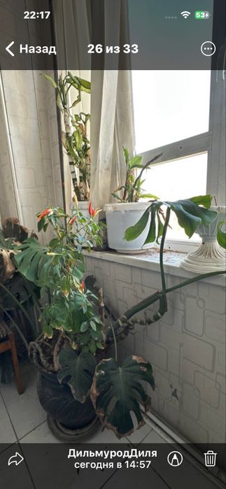 Продаю цветы в горшках (комнатные растения)