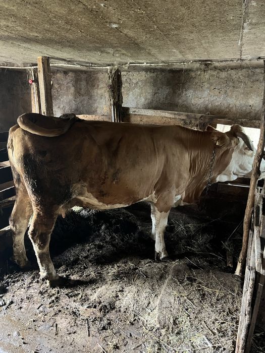 Vaca baltata romaneasca
