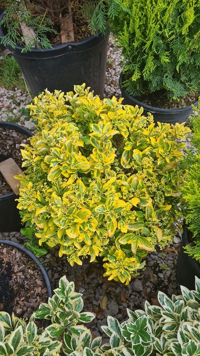 Vând euonymus globular