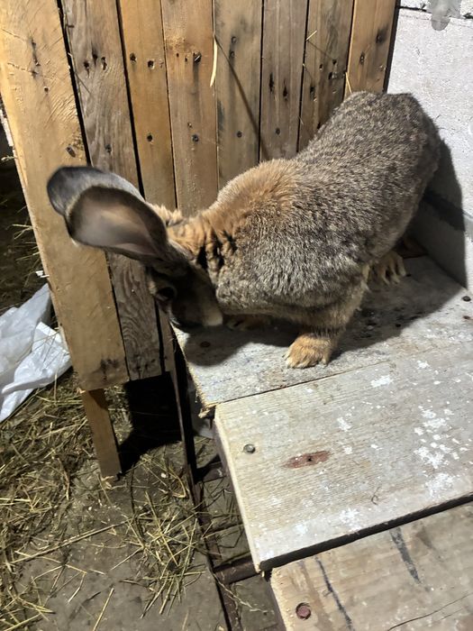 Vand iepuroi urias german