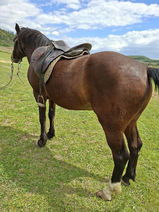 Vând cal pt.echitație