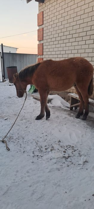 Срочно сатылады!!