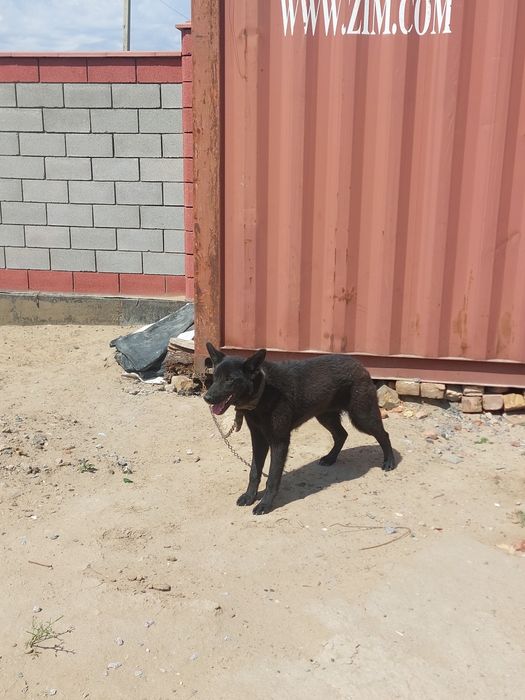 Авчарка сатылады