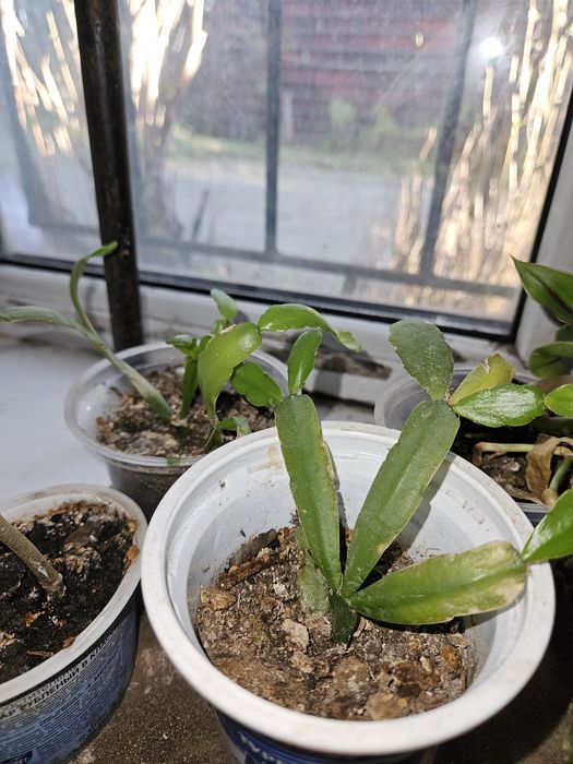 Декабрист ,алое  растение