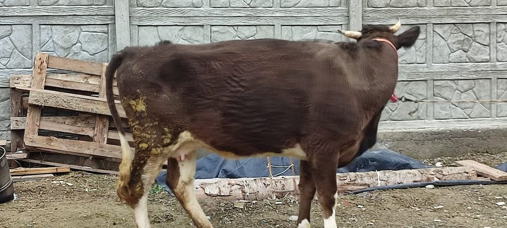 Корова продаётся