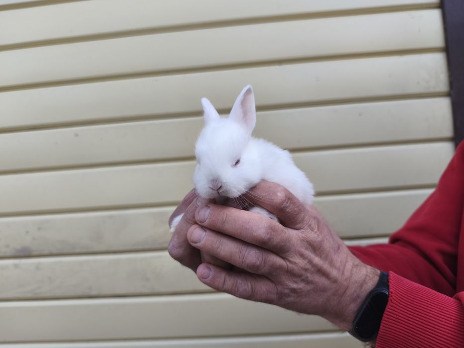 Продам декоративных кроликов