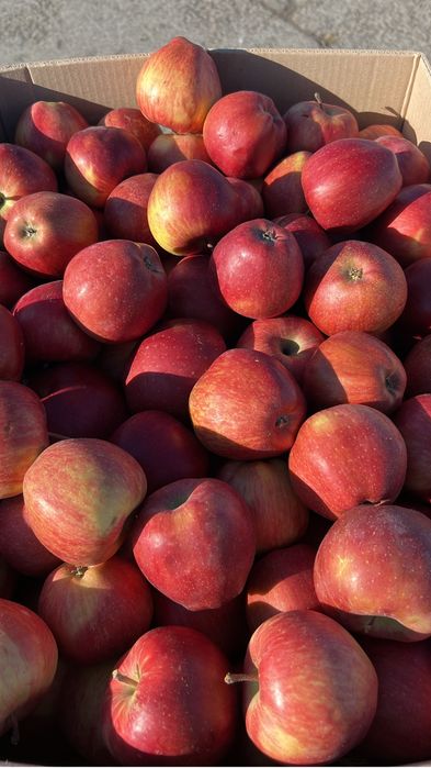 Mere de vânzare – Golden, Idared, Starkrimson – din depozit