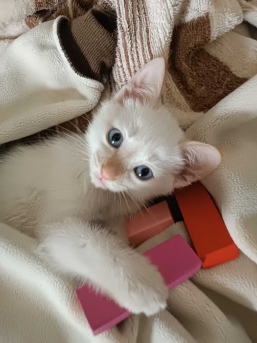 Котенок умный и ласковый