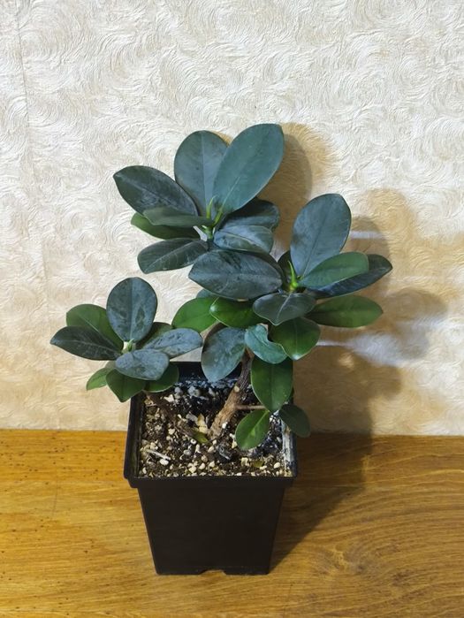 Фикусы разных сортов