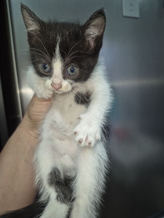 Отдам котят бесплатно