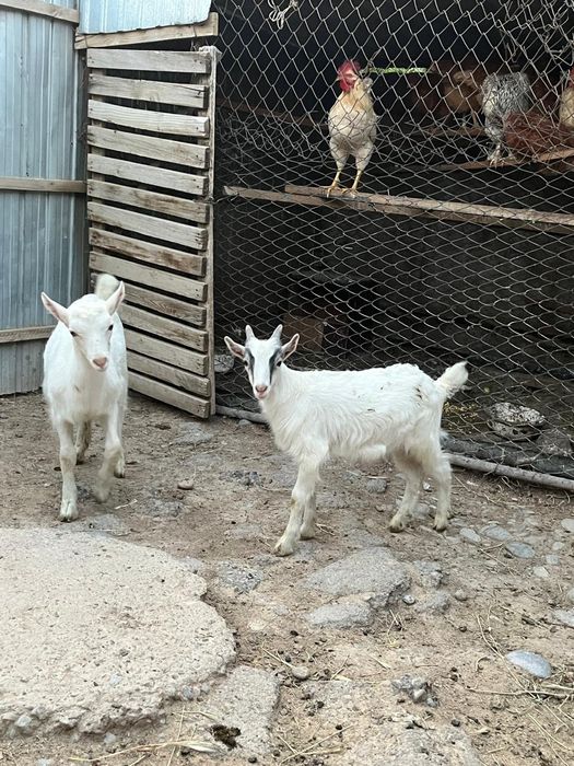 Теке лақтар сатылады